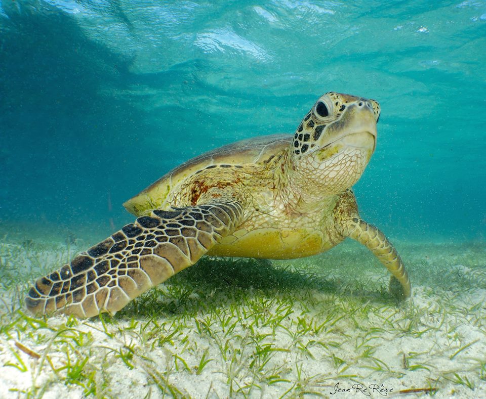 swim with turtle to island noumea